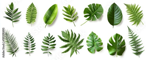 Collection of Green Leaves Isolated on White Background.