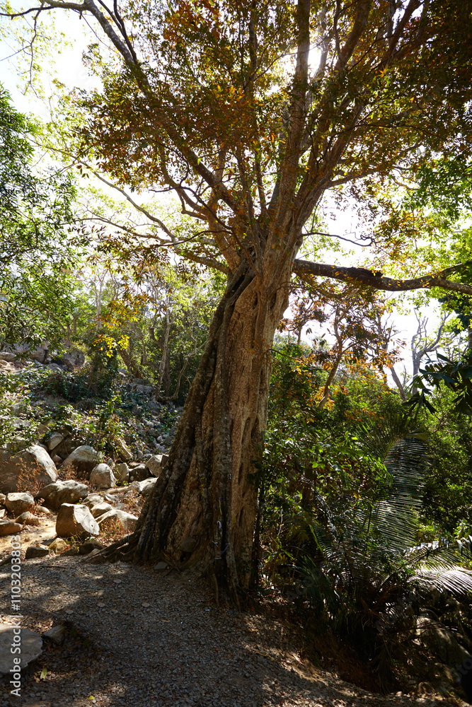 Obraz premium old trees in the national park