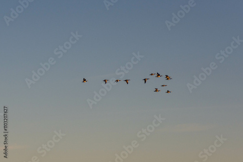 birds in the sky