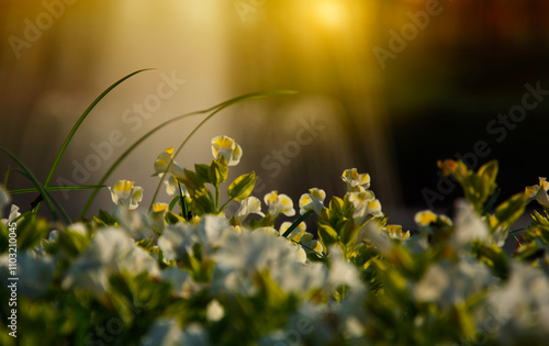 Blooming Torenia flower garden in the park with mist and soft light background photo