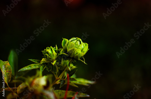 Low key of blooming concourse rose with black  tone background