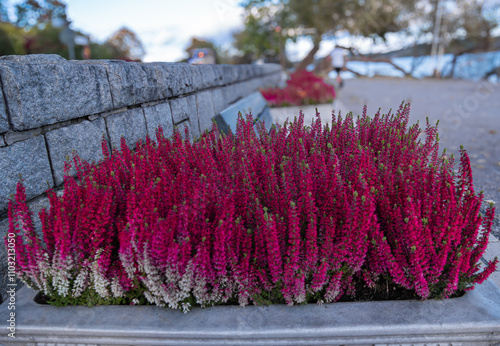 Photography A vibrant autumn flower stands out against a soft, blurred backdrop