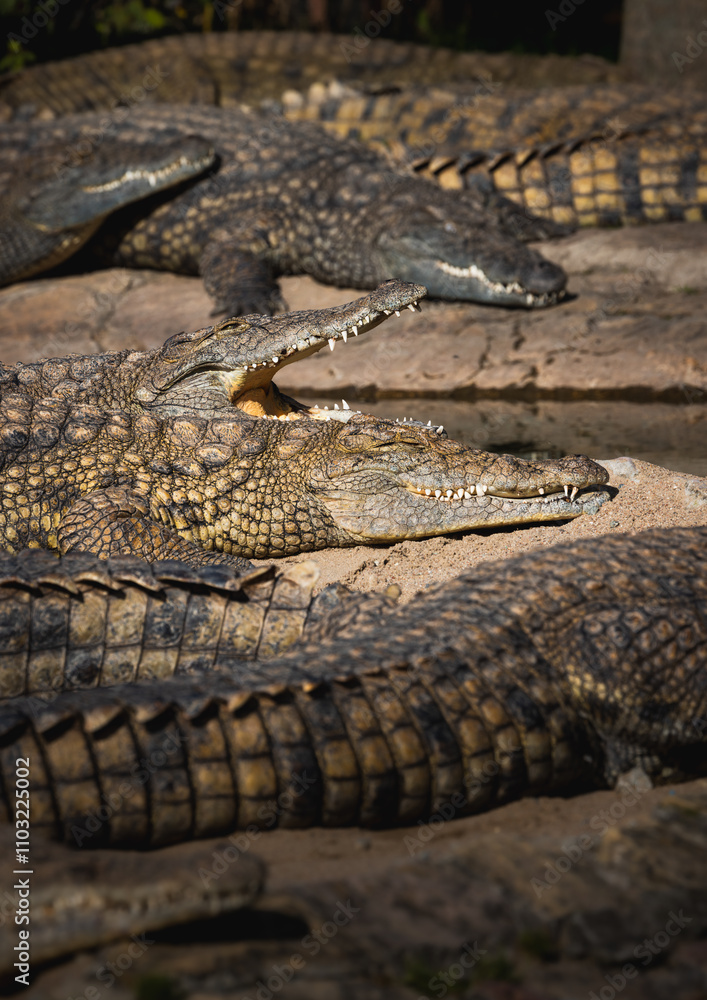 Obraz premium Nile crocodiles above water. Close-up of mouth and teeth.