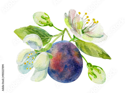 Plums branch with leaves and flowers on an isolated on a white background. Realistic illustration with watercolor hand drawn. Composition would look great on fabric, kitchen towels or food packaging photo