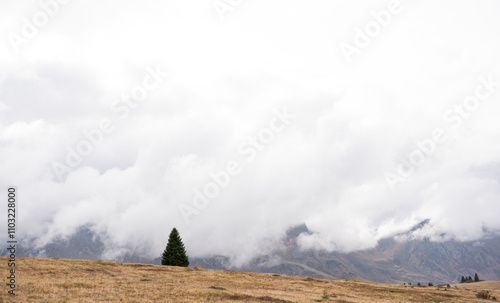 Lone pine tree in an open meadow in the Dolomites