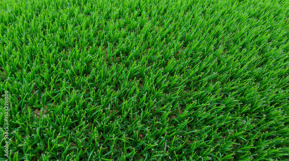 custom made wallpaper toronto digitalVibrant Green Grass Field Textures for Background - Perfect for Golf, Soccer, and Nature Themes