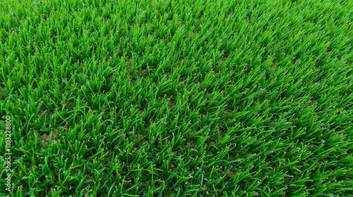 Wallpaper Mural Vibrant Green Grass Field Textures for Background - Perfect for Golf, Soccer, and Nature Themes Torontodigital.ca