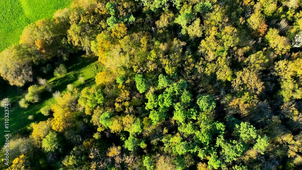 Top Down View Of Dense Autumn Forest In Bordeaux Vineyard, France, Drone Shot, High quality 4k footage Top Down View Of Dense Autumn Forest In Bordeaux Vineyard, France, Drone Shot, High quality 4k footage
