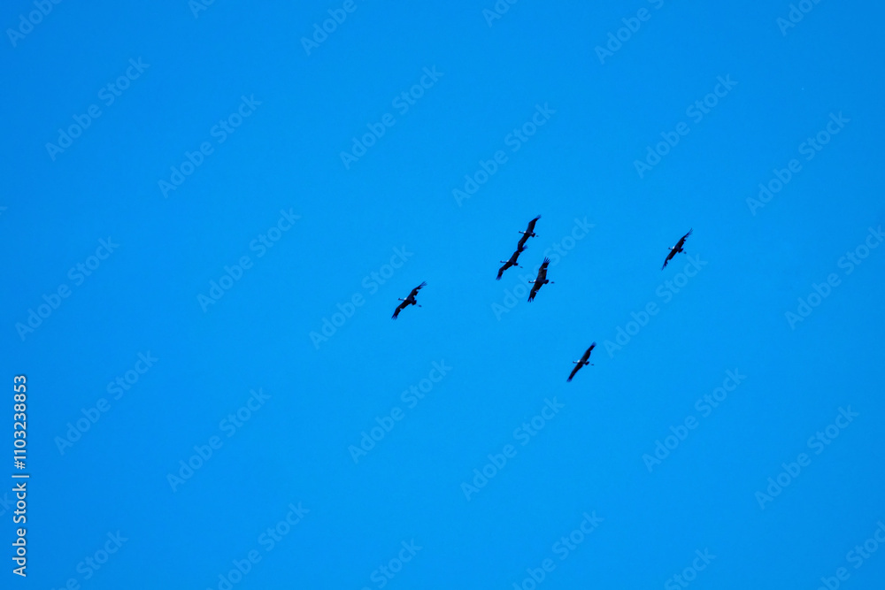 Cranes demoiselle (Anthropoides virgo) are circling over the steppe high in the blue sky Cranes demoiselle (Anthropoides virgo) are circling over the steppe high in the blue sky