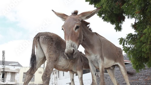 Donkeys in the street, Lamu County, Lamu, Kenya photo