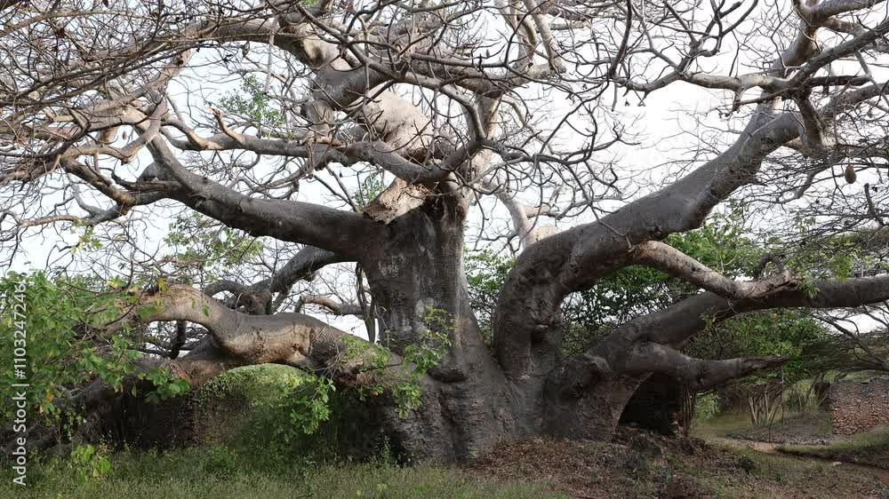 Baobab in Takwa ruins, Lamu County, Manda island, Kenya Baobab in Takwa ruins, Lamu County, Manda island, Kenya