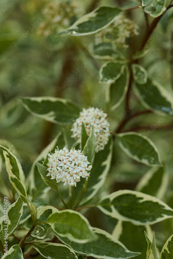 Beautiful and Delicate Flowers Featuring Variegated Leaves Found in Natures Splendor Beautiful and Delicate Flowers Featuring Variegated Leaves Found in Natures Splendor