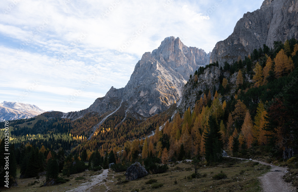 Trail leading to autumn larch forests and limestone mountains in Italy Trail leading to autumn larch forests and limestone mountains in Italy