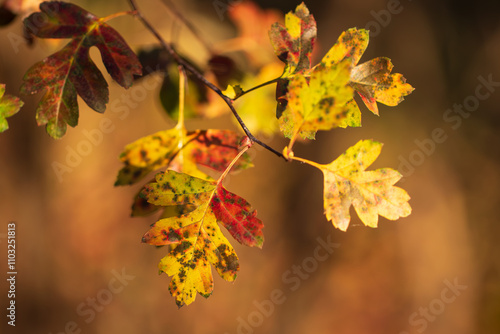 Colorful autumn hawthorn leaves in warm autumn colors photo