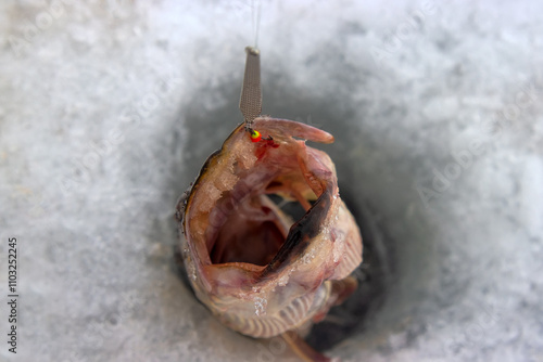 Winter fishing. Pike is hooked with pike trap. Fisherman to fish out trophy from ice hole against background of snowy river bank with thickets of reeds and willows photo