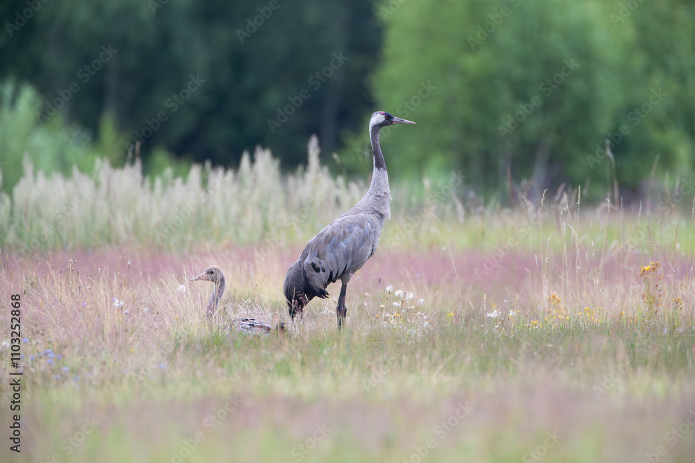 Fototapeta premium Adult and young crane in a meadow