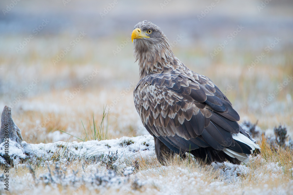 Beautiful colorful bird of prey in the meadow
