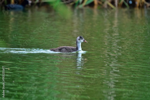 A young European coot (Fulica atra) swims in a pond. At this age, the chick is often separated from its parents. photo