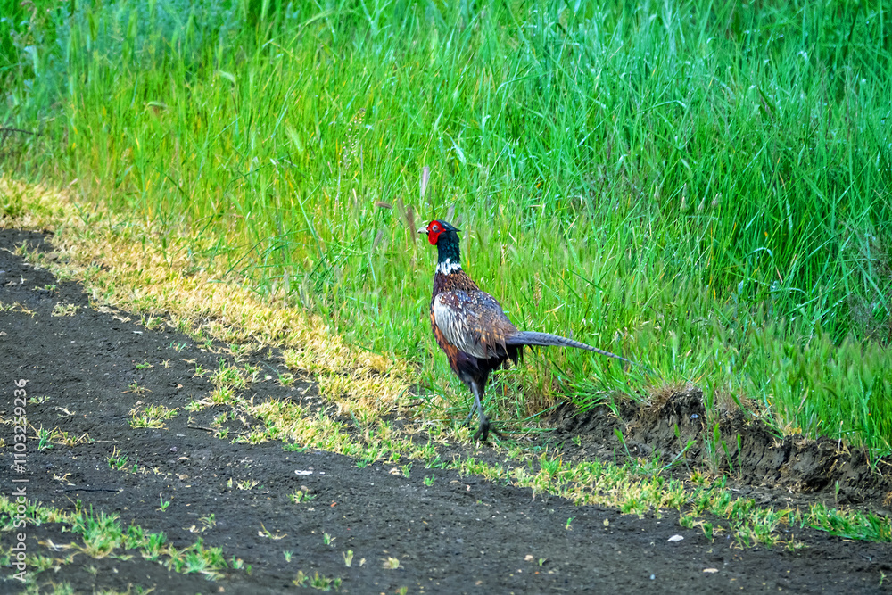 A pheasant runs along a field road after rain A pheasant runs along a field road after rain