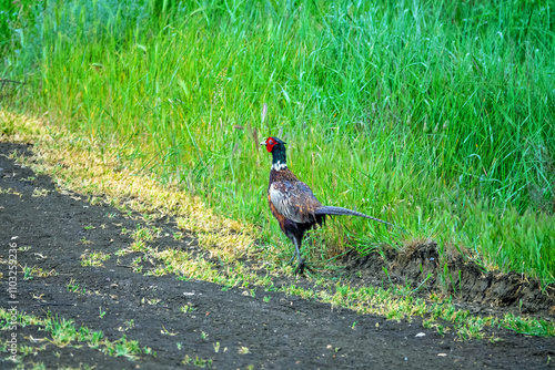 A pheasant runs along a field road after rain photo