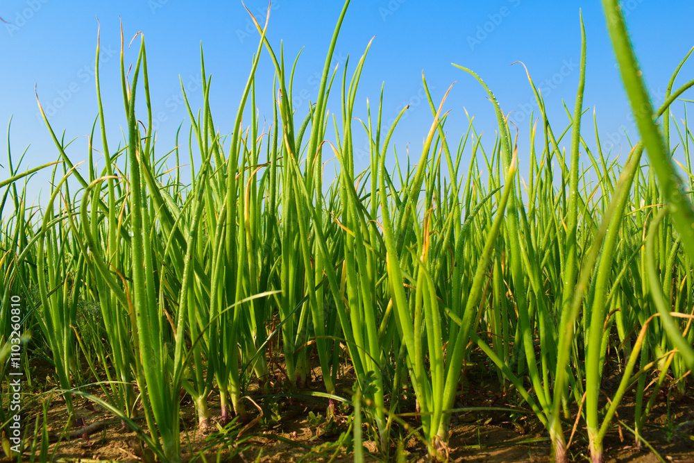Closeup of Alium cepa or Onion crop. planted at agriculture field or farm in Pakistan,Onion (Allium cepa) farm or plantation. Crop cultivated at agriculture field. Closeup of Alium cepa or Onion crop. planted at agriculture field or farm in Pakistan,Onion (Allium cepa) farm or plantation. Crop cultivated at agriculture field.