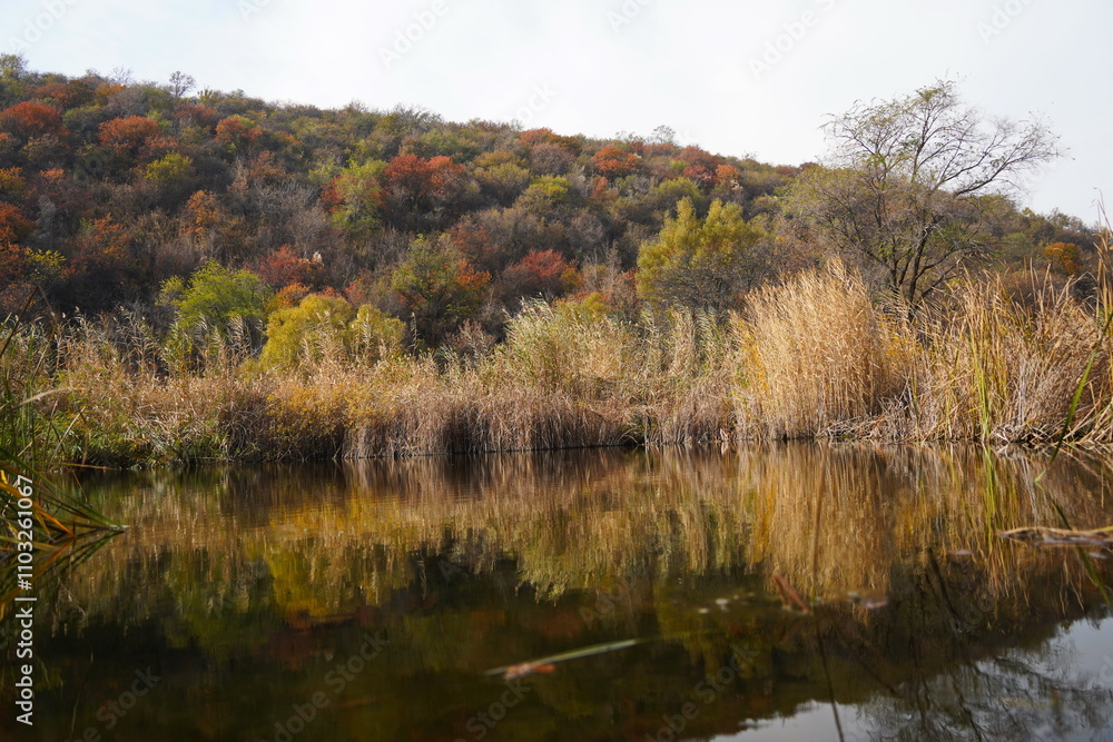 A pond in a mountainous area with different vegetation. A pond in a mountainous area with different vegetation.