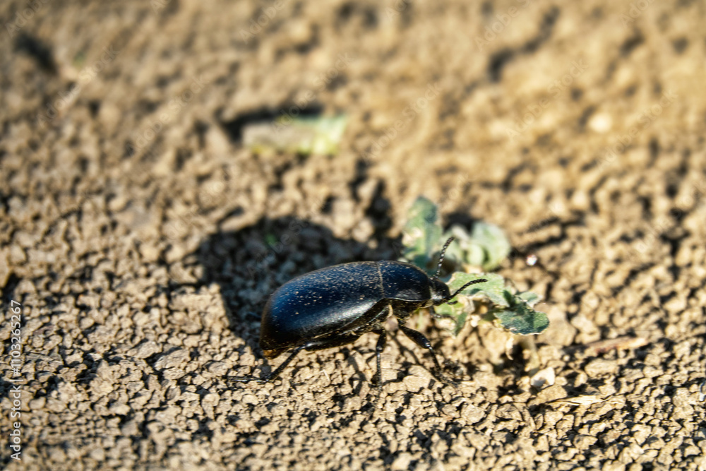 Pentoden beetle (Pentodon idiota) on limestone rubble in the steppe. Crimea Pentoden beetle (Pentodon idiota) on limestone rubble in the steppe. Crimea