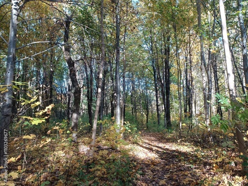 Talsa park during sunny autumn day. Oak and birch tree forest. Sunny day with white clouds in blue sky. Bushes are growing in woods. Fall season. Nature. Talsos parkas. photo