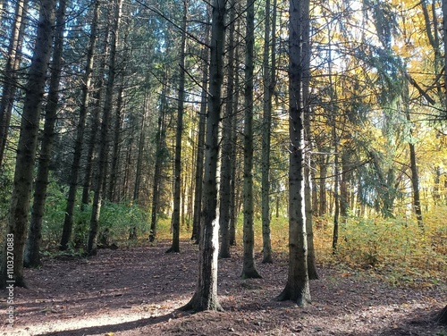 Talsa park during sunny autumn day. Oak and birch tree forest. Sunny day with white clouds in blue sky. Bushes are growing in woods. Fall season. Nature. Talsos parkas. photo