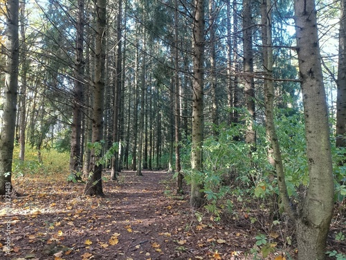 Talsa park during sunny autumn day. Oak and birch tree forest. Sunny day with white clouds in blue sky. Bushes are growing in woods. Fall season. Nature. Talsos parkas. photo