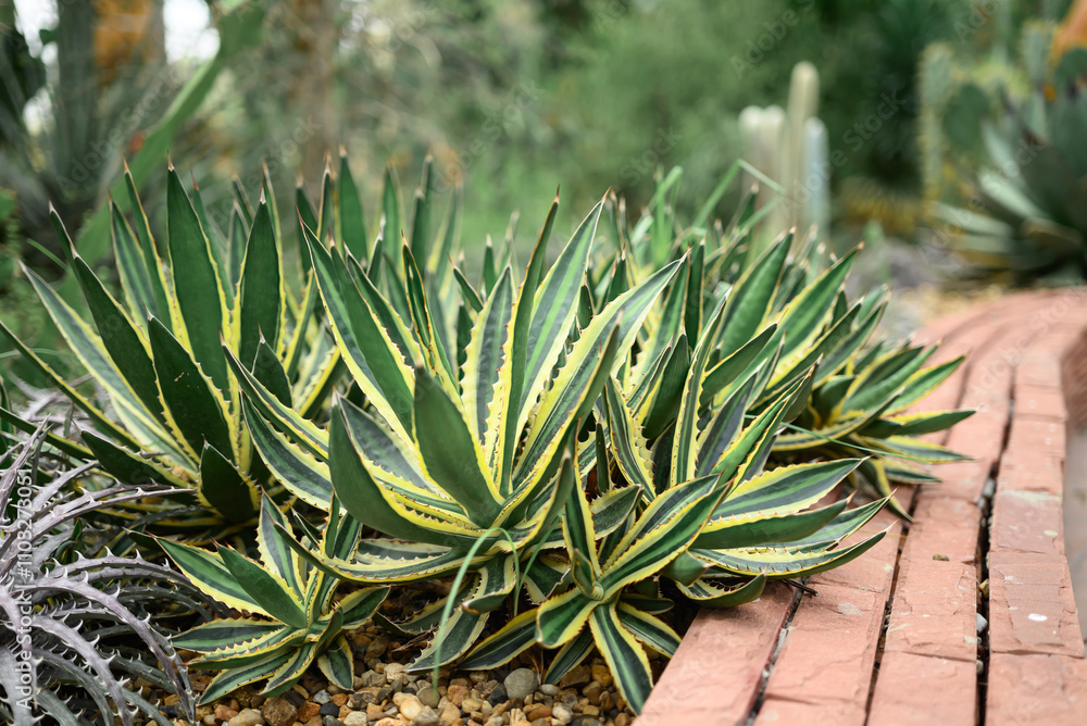 Agave plant, Desert plant decorative in house and garden Agave plant, Desert plant decorative in house and garden