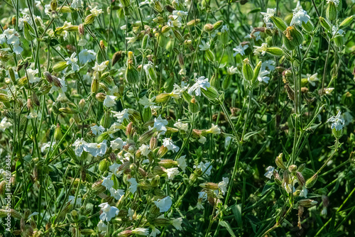 Bladder campion (Silene vulgaris, S. inflata) plant is in good condition as it grows among a colony of Herring gulls. Finnish Gulf photo