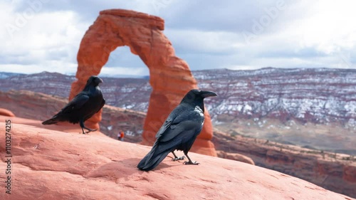 Close up shot of a raven sitting on a rock in front of delicate arche, Utah. A second raven walks into the shot and fights with the other one then they stand together. photo