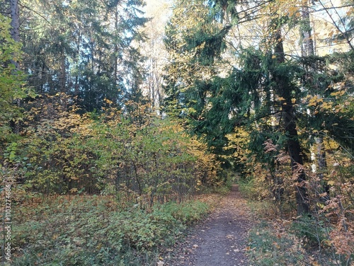 Talsa park during sunny autumn day. Oak and birch tree forest. Sunny day with white clouds in blue sky. Bushes are growing in woods. Fall season. Nature. Talsos parkas. photo