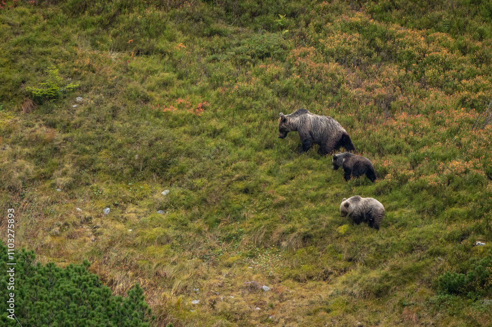 Fototapeta premium A female bear with cubs grazing on blueberries in a mountain environment with dwarf pine trees in the High Tatras in Slovakia