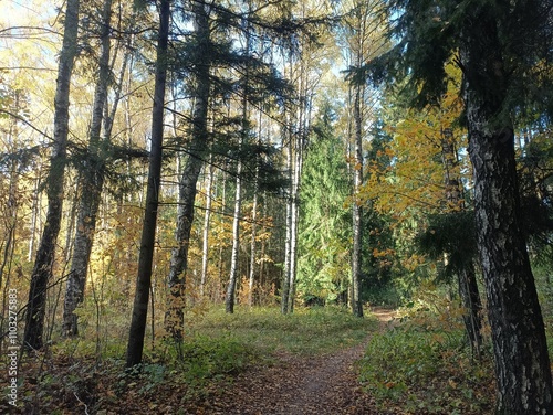 Talsa park during sunny autumn day. Oak and birch tree forest. Sunny day with white clouds in blue sky. Bushes are growing in woods. Fall season. Nature. Talsos parkas. photo