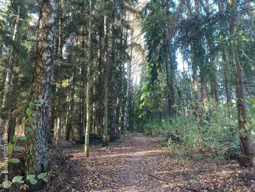 Talsa park during sunny autumn day. Oak and birch tree forest. Sunny day with white clouds in blue sky. Bushes are growing in woods. Fall season. Nature. Talsos parkas. photo