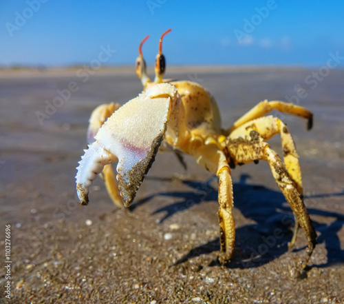 Red Sea ghost crab (Ocypode saratan) in an attack pose on a photographer. Bright Claw as a threat releaser, aggressive behavior. Gulf of Oman, Arabian Sea photo