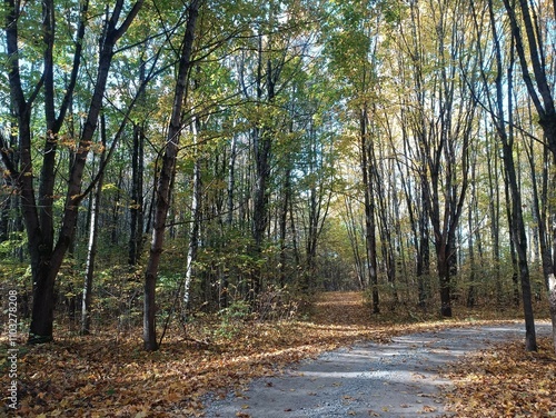 Talsa park during sunny autumn day. Oak and birch tree forest. Sunny day with white clouds in blue sky. Bushes are growing in woods. Fall season. Nature. Talsos parkas. photo