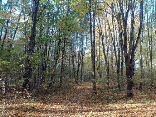 Talsa park during sunny autumn day. Oak and birch tree forest. Sunny day with white clouds in blue sky. Bushes are growing in woods. Fall season. Nature. Talsos parkas. photo