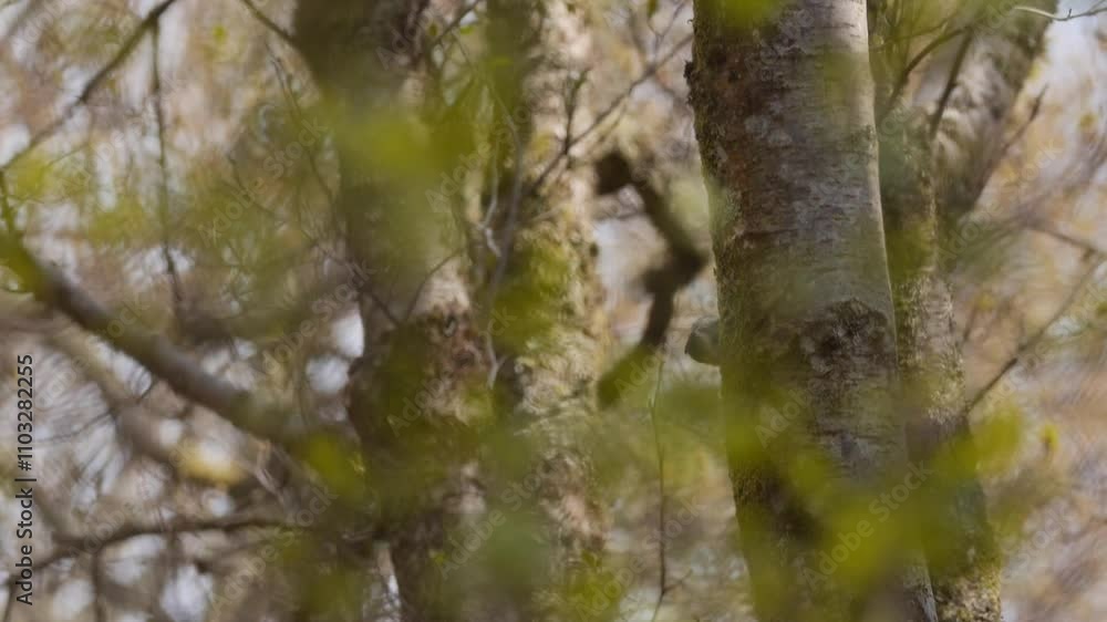 Tracking shot of tree creaper climbing up tree with bug in its mouth. Slowmotion Tracking shot of tree creaper climbing up tree with bug in its mouth. Slowmotion