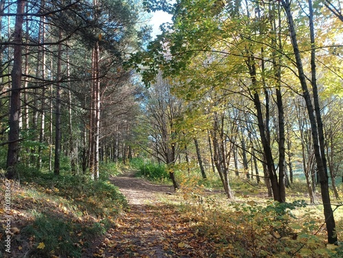 Talsa park during sunny autumn day. Oak and birch tree forest. Sunny day with white clouds in blue sky. Bushes are growing in woods. Fall season. Nature. Talsos parkas. photo