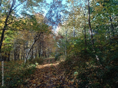 Talsa park during sunny autumn day. Oak and birch tree forest. Sunny day with white clouds in blue sky. Bushes are growing in woods. Fall season. Nature. Talsos parkas.