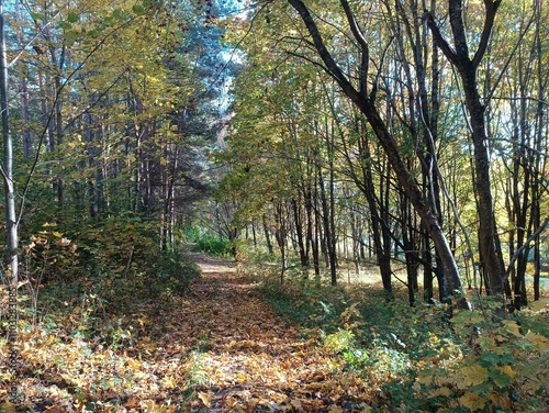 Talsa park during sunny autumn day. Oak and birch tree forest. Sunny day with white clouds in blue sky. Bushes are growing in woods. Fall season. Nature. Talsos parkas. photo