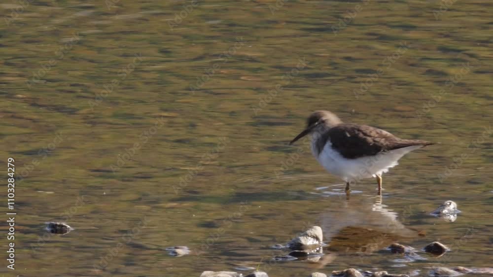 close up tracking shot of waterbird walking through slow moving river and eating bugs. Slowmotion close up tracking shot of waterbird walking through slow moving river and eating bugs. Slowmotion