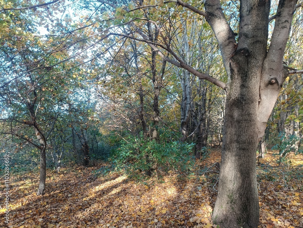 Talsa park during sunny autumn day. Oak and birch tree forest. Sunny day with white clouds in blue sky. Bushes are growing in woods. Fall season. Nature. Talsos parkas. Talsa park during sunny autumn day. Oak and birch tree forest. Sunny day with white clouds in blue sky. Bushes are growing in woods. Fall season. Nature. Talsos parkas.