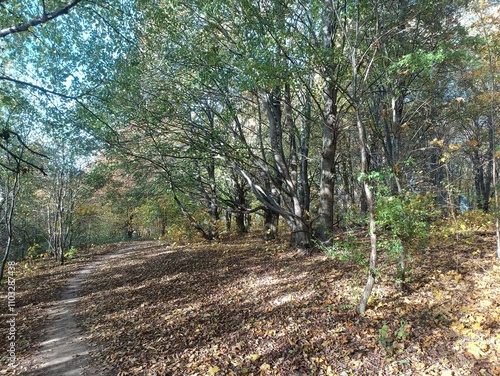 Talsa park during sunny autumn day. Oak and birch tree forest. Sunny day with white clouds in blue sky. Bushes are growing in woods. Fall season. Nature. Talsos parkas. photo