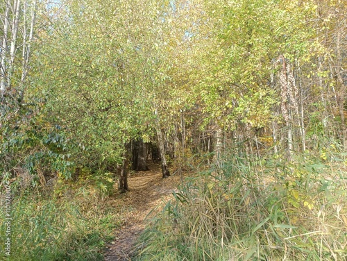 Talsa park during sunny autumn day. Oak and birch tree forest. Sunny day with white clouds in blue sky. Bushes are growing in woods. Fall season. Nature. Talsos parkas. photo