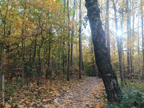 Talsa park during sunny autumn day. Oak and birch tree forest. Sunny day with white clouds in blue sky. Bushes are growing in woods. Fall season. Nature. Talsos parkas. photo