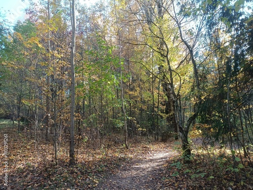 Talsa park during sunny autumn day. Oak and birch tree forest. Sunny day with white clouds in blue sky. Bushes are growing in woods. Fall season. Nature. Talsos parkas. photo